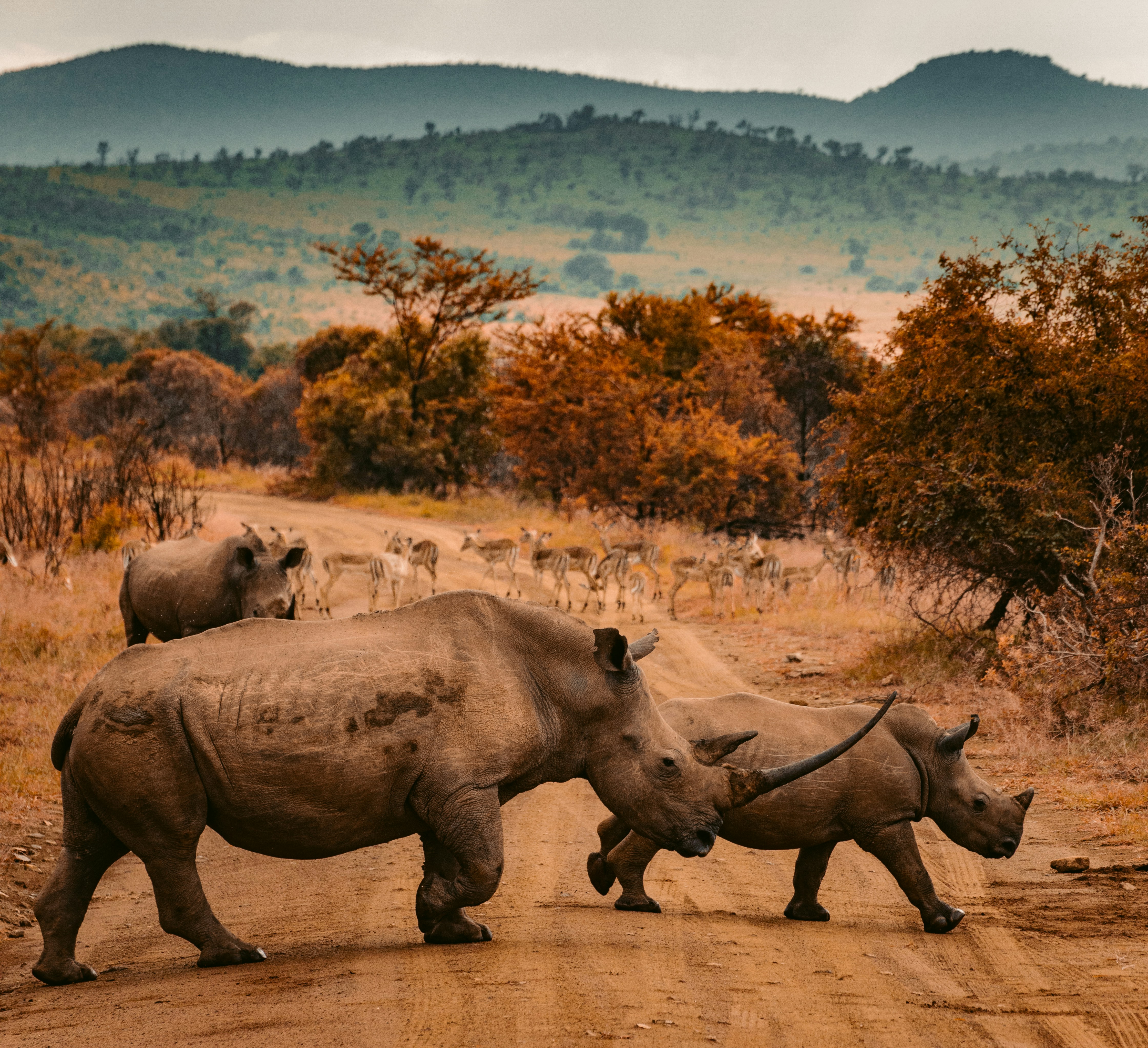 Rhinos